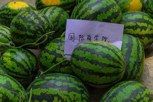 吃瓜学校全集免费看,揭秘校园风云，免费畅享青春喜剧盛宴  第2张